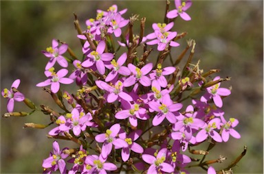 APII jpeg image of Centaurium erythraea  © contact APII