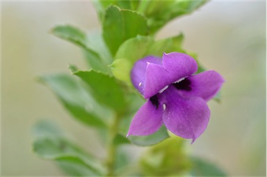 APII jpeg image of Eremophila willsii subsp. willsii  © contact APII