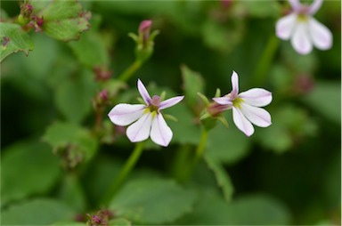 APII jpeg image of Lobelia purpurascens  © contact APII