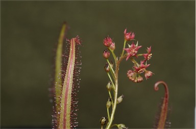 APII jpeg image of Drosera adelae  © contact APII