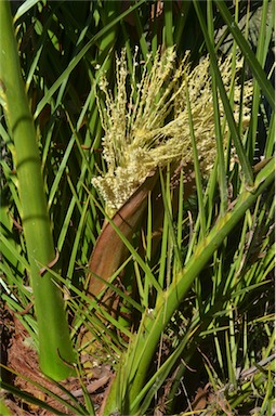 APII jpeg image of Phoenix canariensis  © contact APII