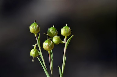 APII jpeg image of Linum marginale  © contact APII