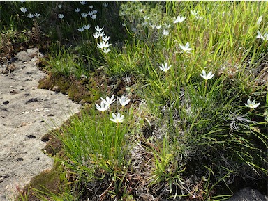 APII jpeg image of Zephyranthes candida  © contact APII