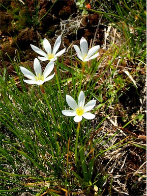 APII jpeg image of Zephyranthes candida  © contact APII