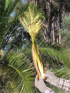 APII jpeg image of Phoenix canariensis  © contact APII