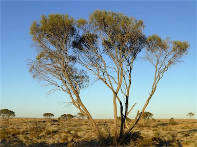 APII jpeg image of Hakea leucoptera subsp. leucoptera  © contact APII