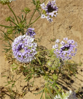 APII jpeg image of Trachymene glaucifolia  © contact APII