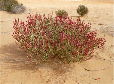 APII jpeg image of Tecticornia halocnemoides subsp. longispicata  © contact APII