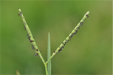 APII jpeg image of Paspalum distichum  © contact APII