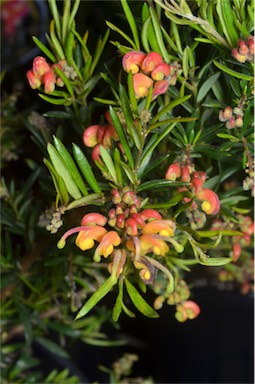 APII jpeg image of Grevillea 'Crackles'  © contact APII