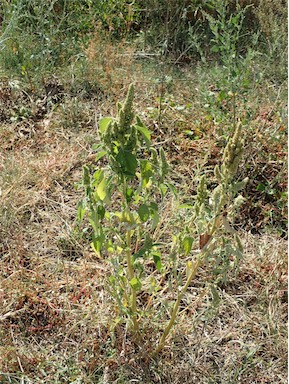 APII jpeg image of Amaranthus retroflexus  © contact APII