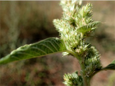 APII jpeg image of Amaranthus retroflexus  © contact APII