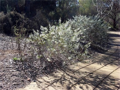 APII jpeg image of Hybanthus floribundus subsp. adpressus  © contact APII