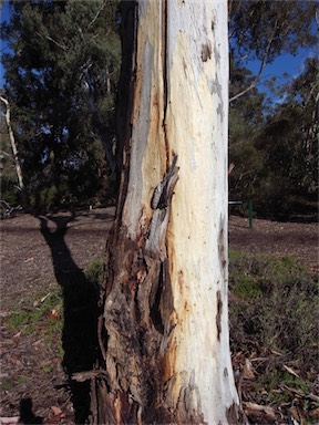 APII jpeg image of Eucalyptus argophloia  © contact APII