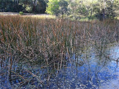 APII jpeg image of Eleocharis sphacelata  © contact APII