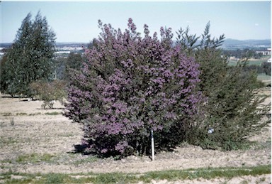 APII jpeg image of Prostanthera sp. Hornsby,<br/>Prostanthera sp. (Hornsby)  © contact APII