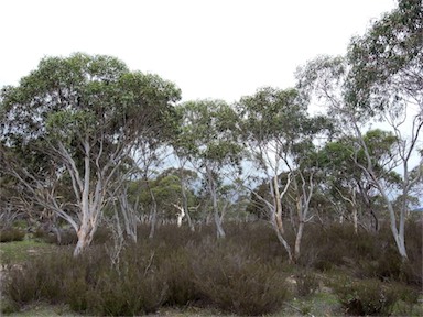 APII jpeg image of Eucalyptus mannifera  © contact APII