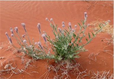 APII jpeg image of Ptilotus polystachyus  © contact APII