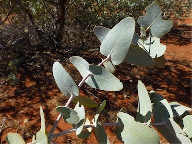 APII jpeg image of Eucalyptus gamophylla  © contact APII