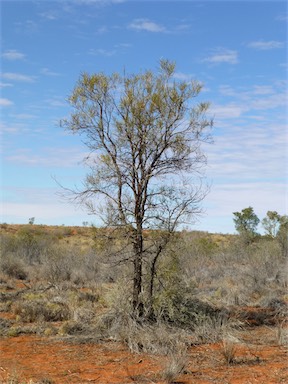 APII jpeg image of Acacia sericophylla  © contact APII