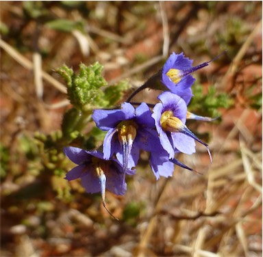 APII jpeg image of Halgania cyanea var. Allambi Stn (B.W.Strong 676)  © contact APII