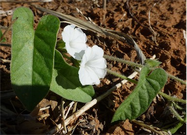 APII jpeg image of Ipomoea racemigera  © contact APII