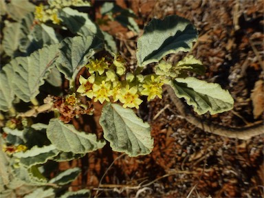 APII jpeg image of Androcalva loxophylla  © contact APII