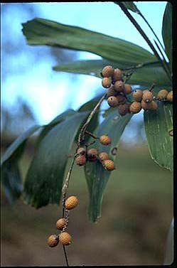 APII jpeg image of Calamus caryotoides  © contact APII