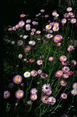 APII jpeg image of Rhodanthe chlorocephala subsp. rosea  © contact APII