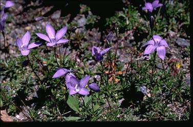 APII jpeg image of Wahlenbergia gloriosa  © contact APII