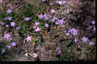 APII jpeg image of Wahlenbergia stricta  © contact APII