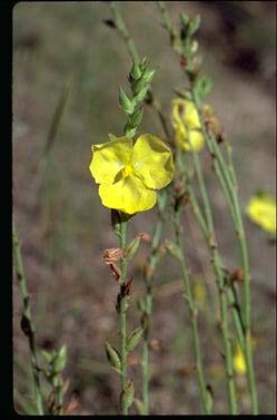 APII jpeg image of Cartonema parviflorum  © contact APII