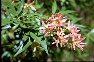 APII jpeg image of Ceratopetalum gummiferum  © contact APII