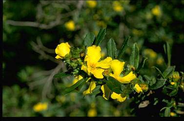 APII jpeg image of Hibbertia cuneiformis  © contact APII