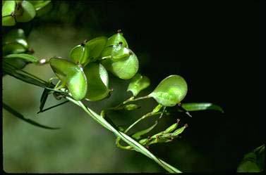 APII jpeg image of Dioscorea hastifolia  © contact APII