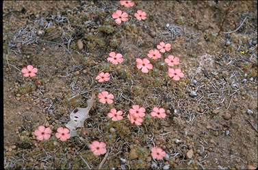 APII jpeg image of Drosera platystigma  © contact APII