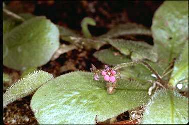 APII jpeg image of Drosera schizandra  © contact APII