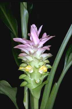 APII jpeg image of Curcuma australasica  © contact APII