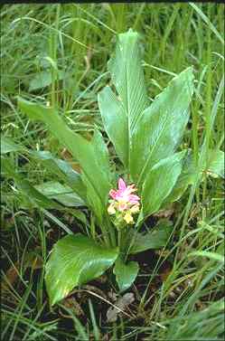 APII jpeg image of Curcuma australasica  © contact APII