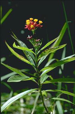 APII jpeg image of Asclepias curassavica  © contact APII