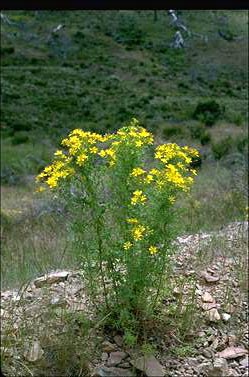 APII jpeg image of Hypericum perforatum var. angustifolium  © contact APII