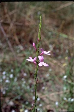 APII jpeg image of Striga curviflora  © contact APII