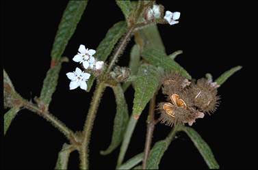 APII jpeg image of Commersonia dasyphylla  © contact APII