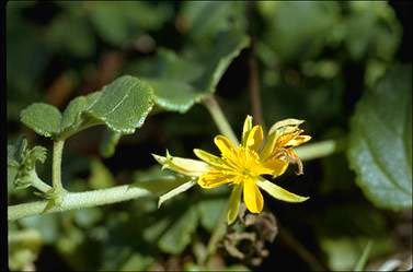 APII jpeg image of Triumfetta procumbens  © contact APII