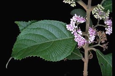 APII jpeg image of Callicarpa pedunculata  © contact APII