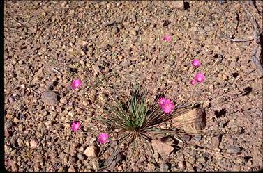 APII jpeg image of Calandrinia uniflora  © contact APII