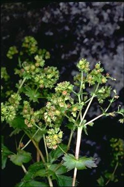 APII jpeg image of Alchemilla xanthochlora  © contact APII