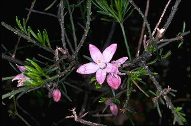 APII jpeg image of Philotheca salsolifolia  © contact APII