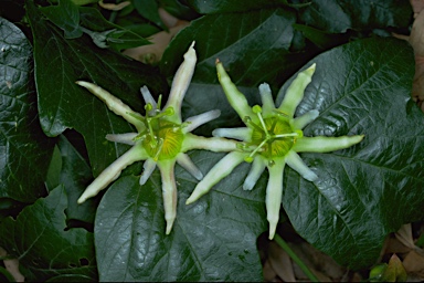 APII jpeg image of Passiflora herbertiana subsp. herbertiana  © contact APII