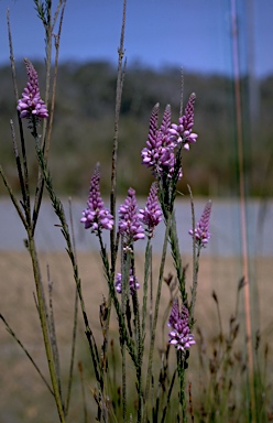 APII jpeg image of Comesperma virgatum  © contact APII